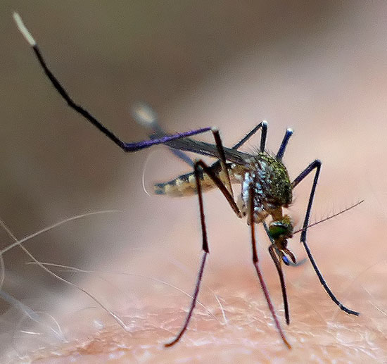 ¡Mosquitos gigantes aparecieron tras lluvias! Atendé porqué