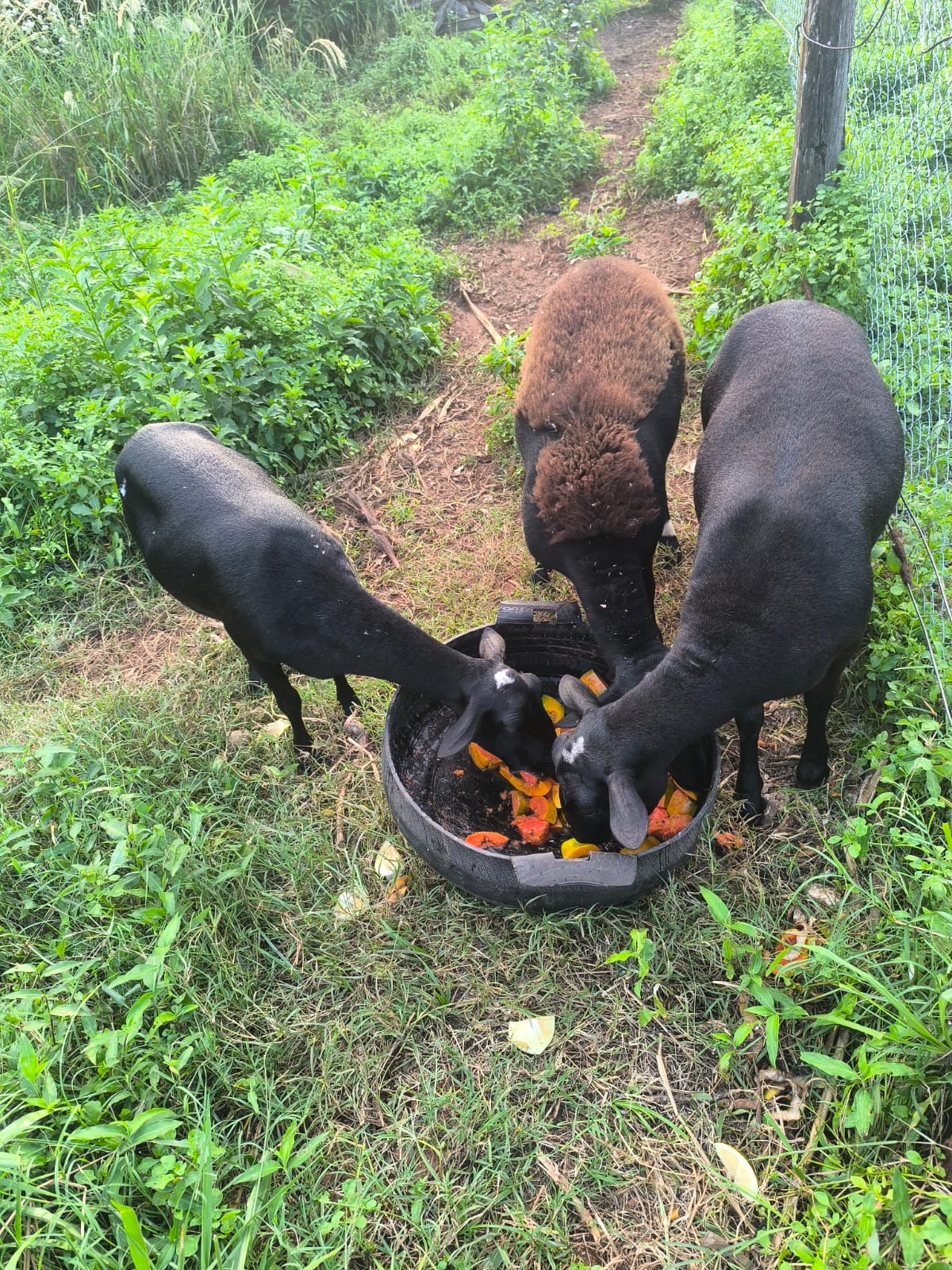Diputado ijovecha kañy