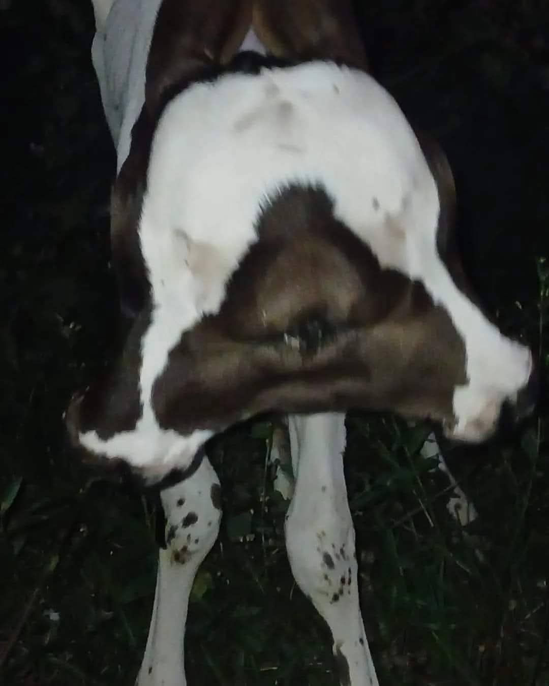 Ternerito de 2 cabezas nació y causó susto