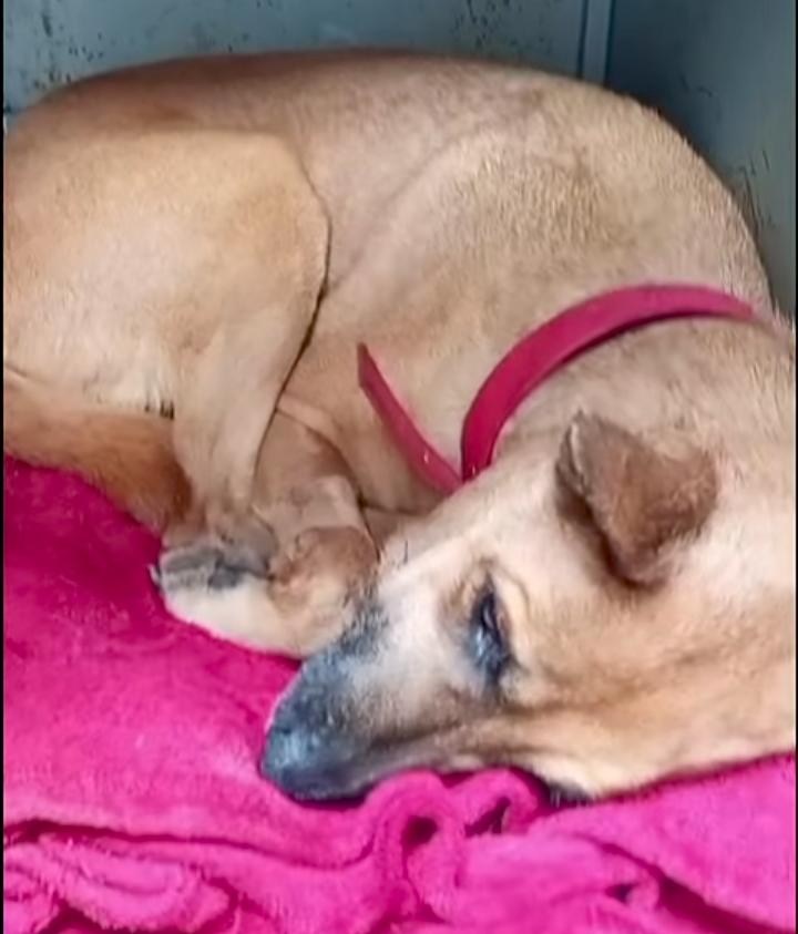 Lamentan ataques por tercera cirugía de Canela