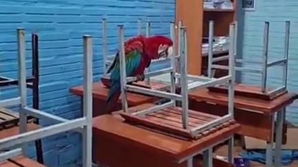 (VIDEO) ¡Papagayo quedó chalái por tormenta y pechean ayuda!