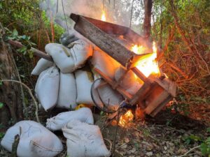 Operdepaite: ¡Narcos cultivaban en reserva forestal!