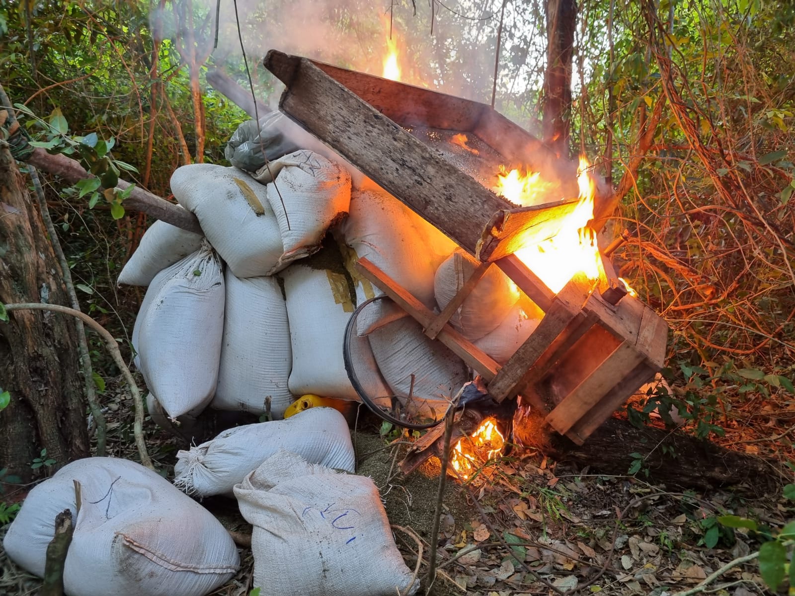 Operdepaite: ¡Narcos cultivaban en reserva forestal!