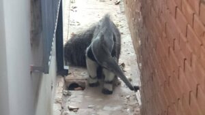 ¡Bomberos rescatan a un oso hormiguero en pleno centro!