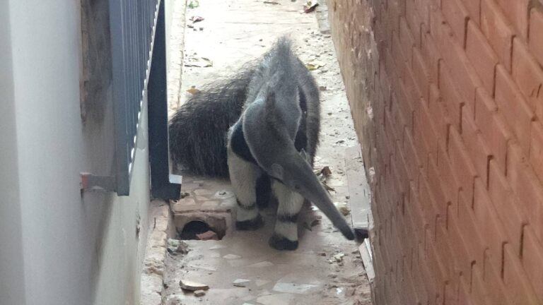 ¡Bomberos rescatan a un oso hormiguero en pleno centro!