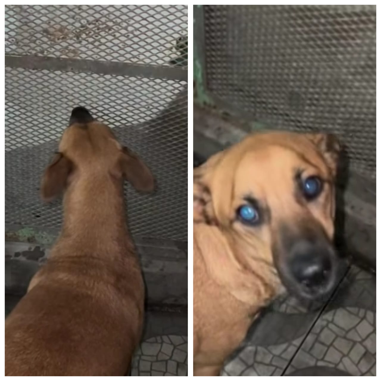 (VIDEO)Tras cirugía, Canela tuvo su primer ladrido