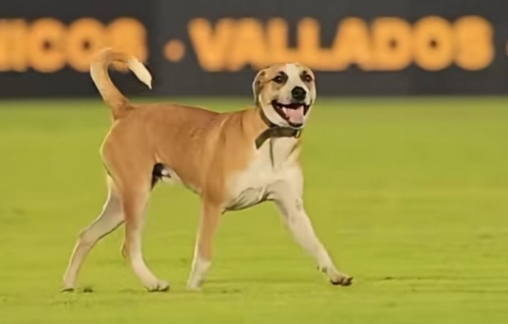 (VIDEO) “Dexter”, ¡el jagua’i que entró a la cancha hizo llo