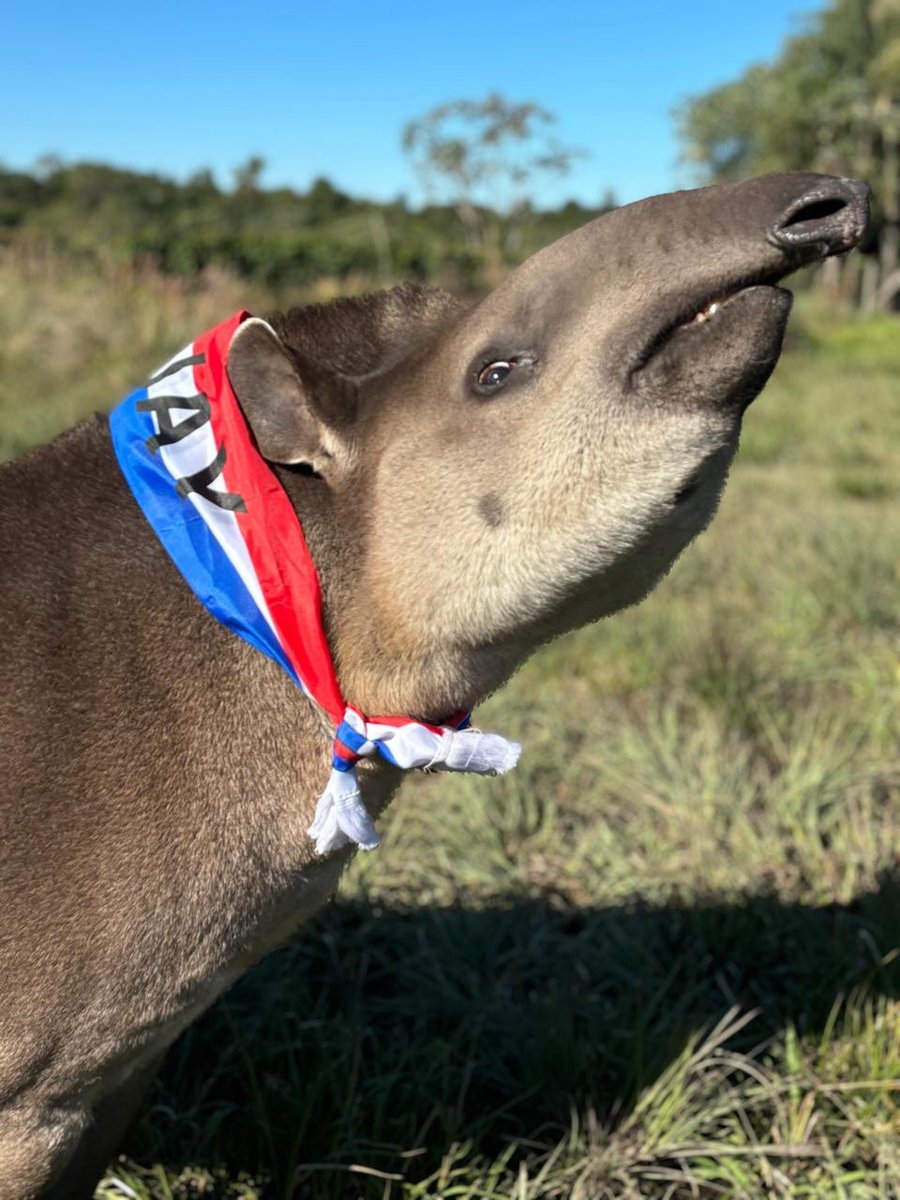 ¡Mborevi y aguara guasu se pusieron la albirroja para hacer frente a koalas!
