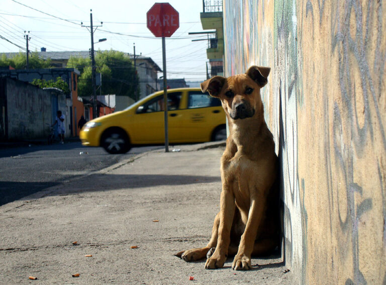 Piden proteger animales callejeros ante bajas temperaturas y evitar enfermedades