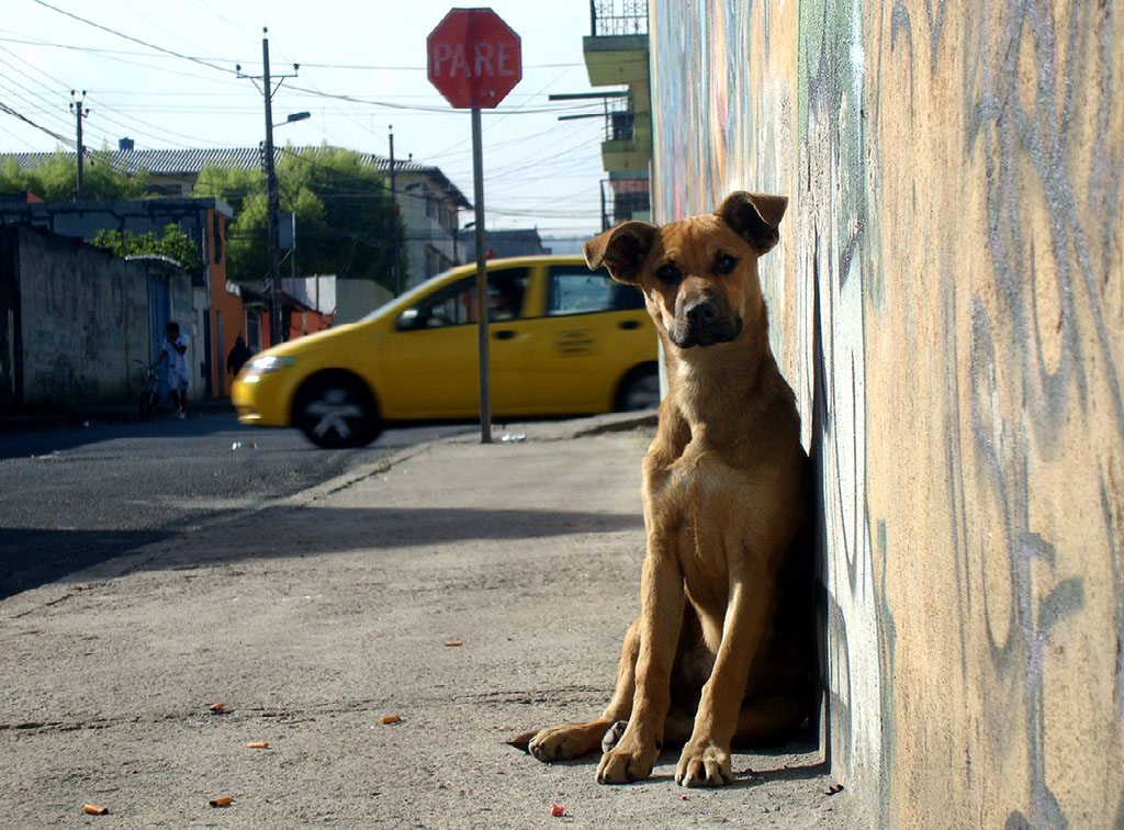 Alerta sanitaria por mascotas, inauguración de paseo costero y detenciones tras tiroteo en Altos