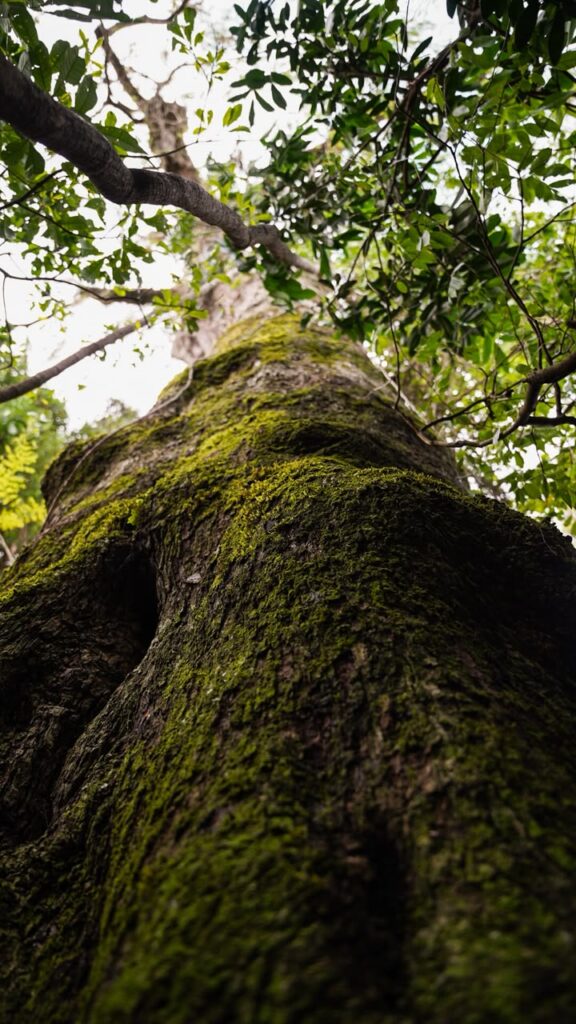 Caravana ambiental midió ocho gigantescos árboles