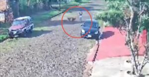 Le mordió un jagua suelto Le mordió un jagua suelto