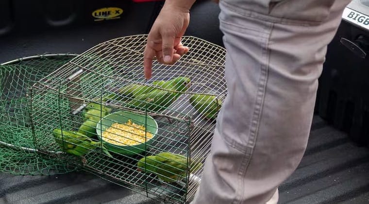 Mades rescató a siete loritos en Luque 