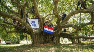 Paso Barreto tiene el árbol más grande