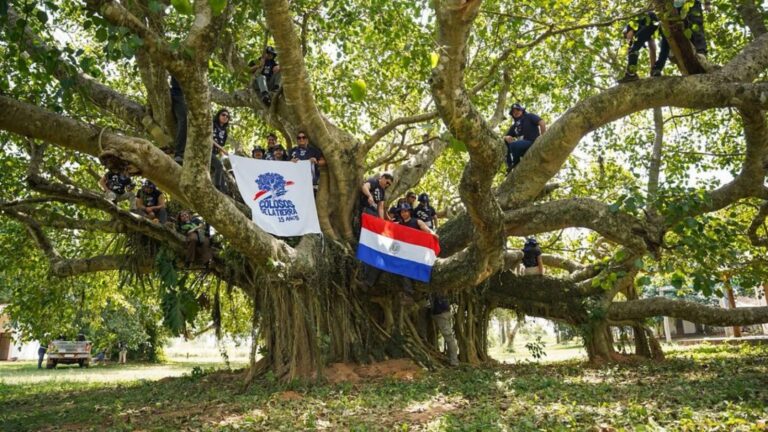 Paso Barreto tiene el árbol más grande
