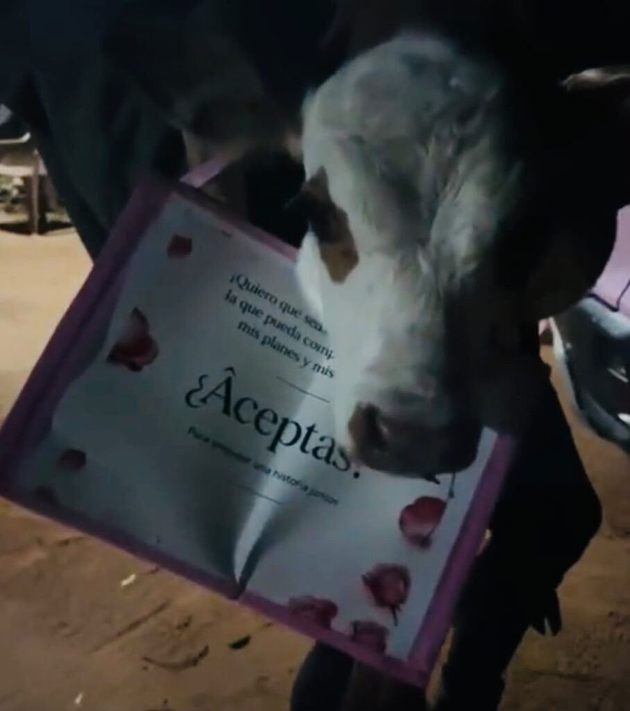 Eli Galeano recibió de regalo un ternerito con una propuesta de amor: “Las flores quedaron oficialmente destronadas” Eli Galeano recibió de regalo un ternerito con una propuesta de amor: “Las flores quedaron oficialmente destronadas”