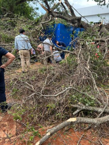 Yvytu tumbó árbol sobre obrero