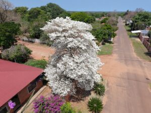 Majestuoso tajy blanco causa sensación en Concepción