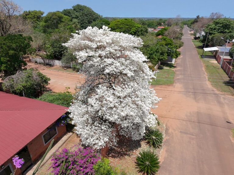 Majestuoso tajy blanco causa sensación en Concepción